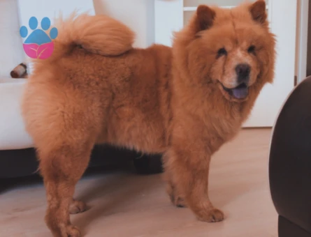 Chow Chow Erkeğimize Çiftleşecek Dişi Arıyoruz.