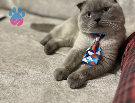 Takamıza Gelin Adayı Arıyoruz