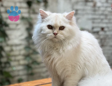 British Long Hair Eş Arıyoruz