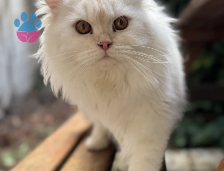 British Long Hair Eş Arıyoruz