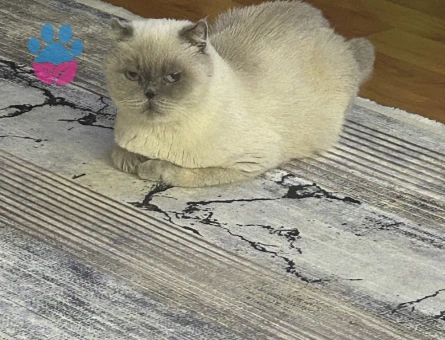 Scottish fold kızımıza eş arıyoruz kızgınlıkta