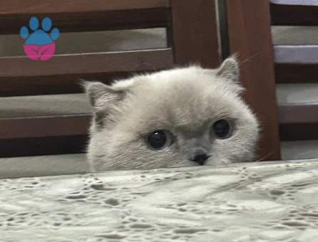 Scottish fold kızımıza eş arıyoruz kızgınlıkta