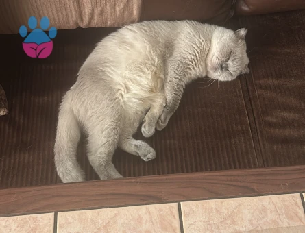 Scottish fold kızımıza eş arıyoruz kızgınlıkta