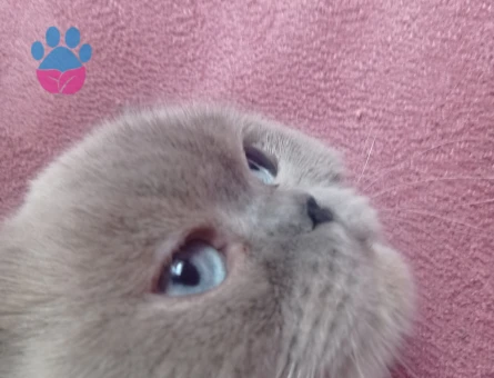 Scottish fold kızımıza eş arıyoruz kızgınlıkta