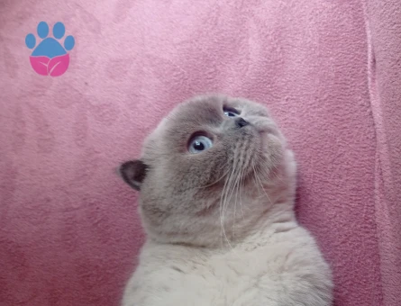 Scottish fold kızımıza eş arıyoruz kızgınlıkta