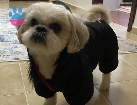 Shih tzu Köpeğime dişi eş arıyorum