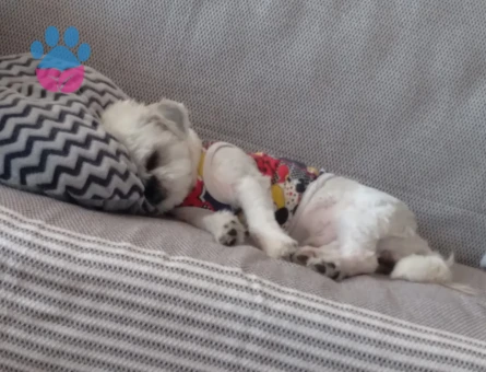 Shih tzu Köpeğime dişi eş arıyorum
