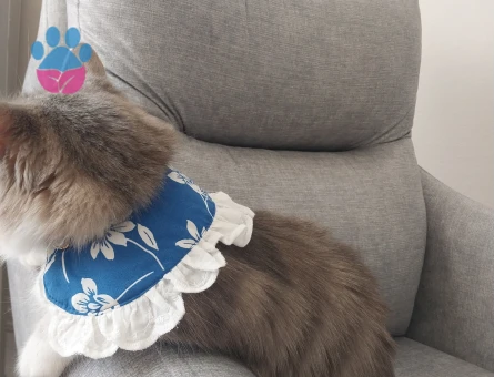 British kırması dişi kedimize eş Arıyoruz