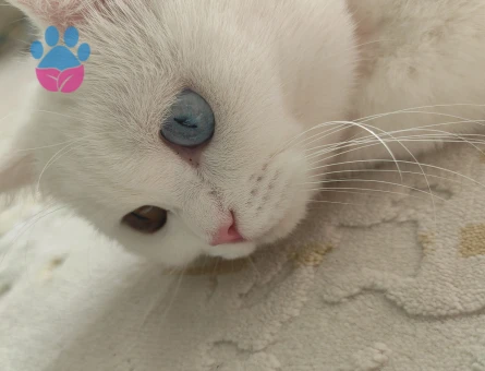 Ankara Kedisi Kızıma Damat arıyoruz