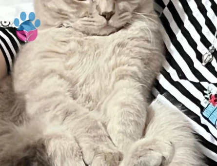 oğluma eş arıyorum