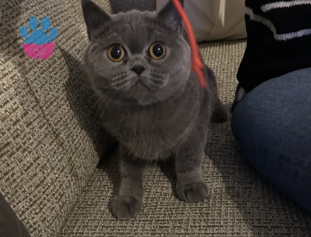 British shorthair minik prensesimize yakışıklı bir damat arıyoruz