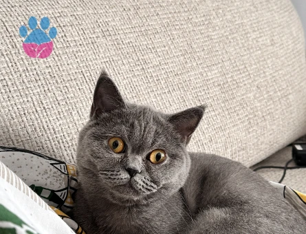 British shorthair minik prensesimize yakışıklı bir damat arıyoruz