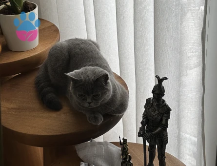 British shorthair minik prensesimize yakışıklı bir damat arıyoruz