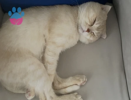 Yakışıklı oğlumuza güzel eş arıyoruz