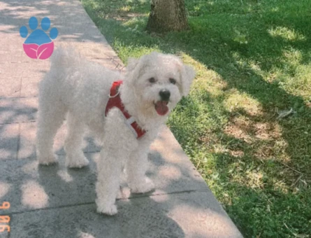 Maltese terrier oğluma eş arıyorum