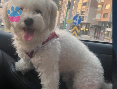 Maltese terrier oğluma eş arıyorum
