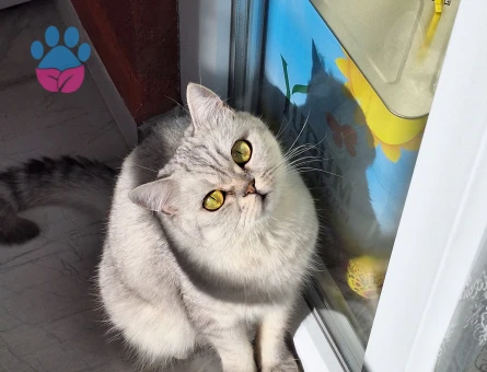 Kedimize eş arıyoruz