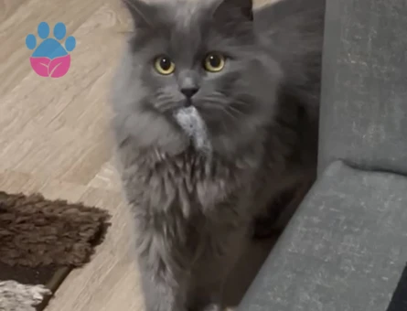 British longhair pitty kızımıza damat