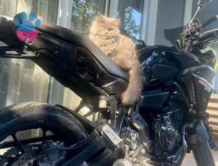 British longhair pitty kızımıza damat