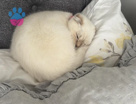 Scottish Fold Kedime Damat adayı Arıyorum