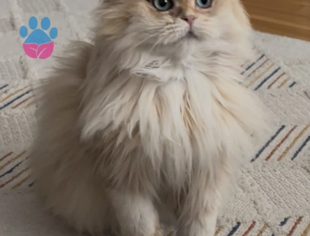 Scottish fold longhair golden