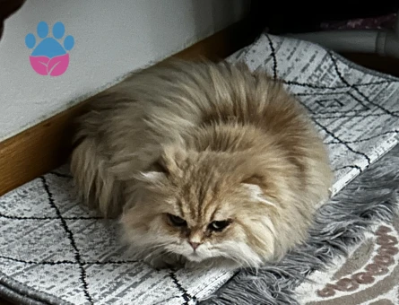 Scottish fold longhair golden