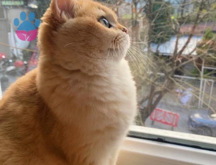 Golden British SCR'li NY12 Kızım Pera