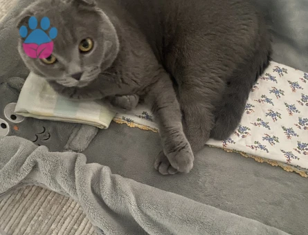 scottish shorthair ERKEK