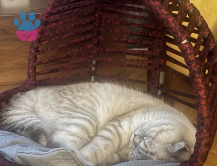 Yakışıklı oğlumuza prenses arıyoruz