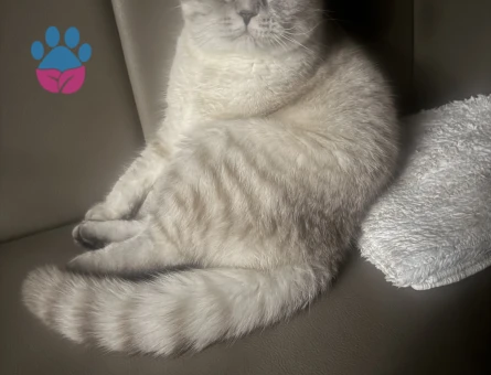 Yakışıklı oğlumuza prenses arıyoruz