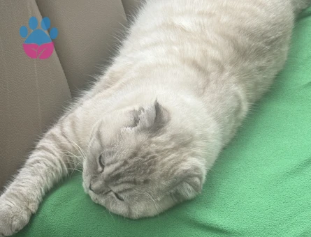 Yakışıklı oğlumuza prenses arıyoruz