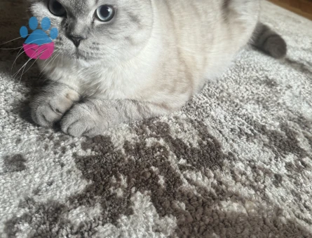 Yakışıklı oğlumuza prenses arıyoruz