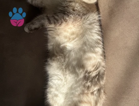 Yakışıklı oğlumuza prenses arıyoruz