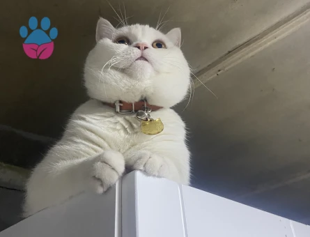 Oğlumuz için eş arıyorum