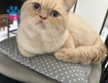 2 yaşında skotish-iran erkek kedi