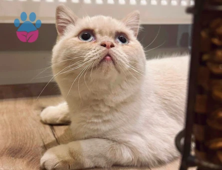 2 yaşında skotish-iran erkek kedi