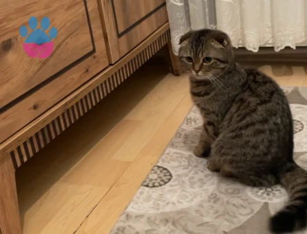 ACİL EŞ ARANIYOR!!!