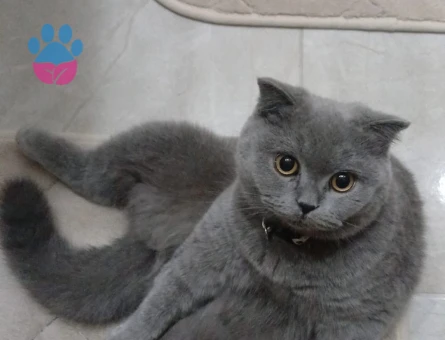 Güzel kızımıza damat arıyoruz