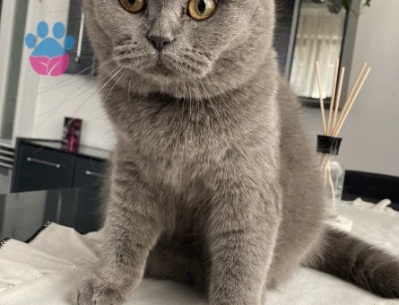 Güzel kızımıza damat arıyoruz