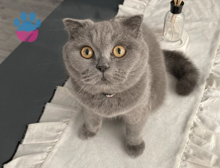 Güzel kızımıza damat arıyoruz