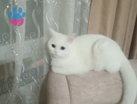 Pamuk kızıma eş arıyorum