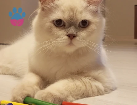 Himalayan Kedime Eş Arıyorum