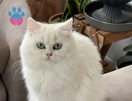 British Longhair kızıma sağlıklı eş arıyoruz