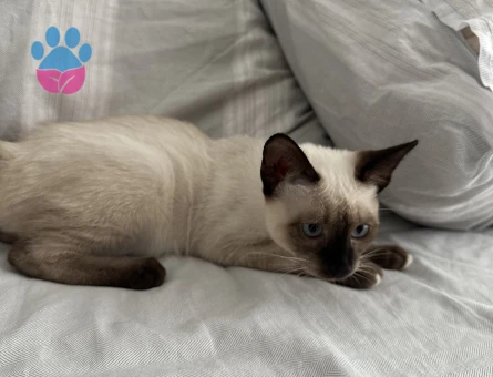 Siyam Dişi 1 Yaşında Eş Arıyorum