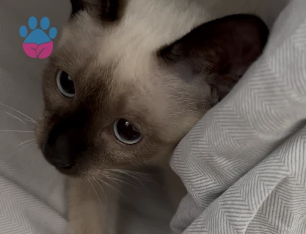 Siyam Dişi 1 Yaşında Eş Arıyorum