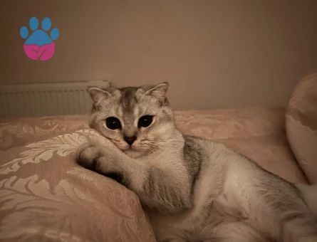 Scottish fold kedim kızgınlııkta