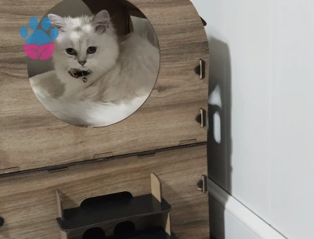 British Longhair Prenses Eş Arıyor