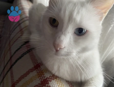 Van kedisi 1 Yaşında Kızgınlıkta