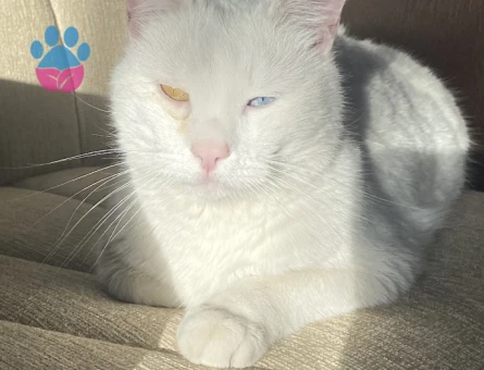 Van kedisi 1 Yaşında Kızgınlıkta