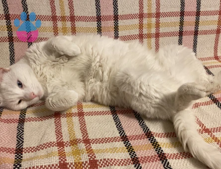 Van kedisi 1 Yaşında Kızgınlıkta